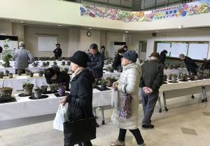 机の上に展示された雪割草を見つめるお客さんの画像