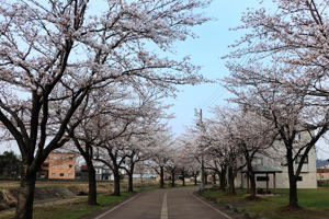 土川の桜1