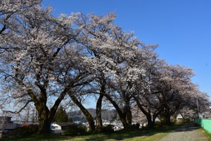 山本山貯水池の桜の画像