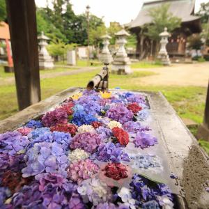 境内の紫陽花を浮かべた画像