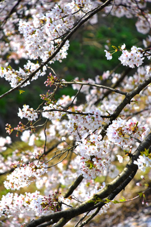 桜の画像