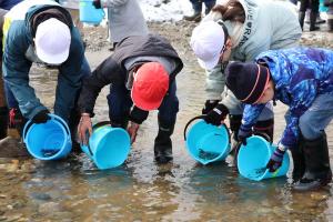 サケの稚魚放流を行う小学生4人の画像
