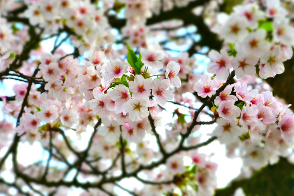 伊米神社の桜の画像