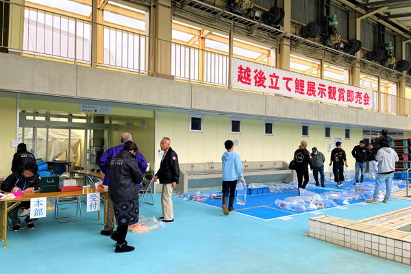 越後立て鯉展示鑑賞即売会の画像