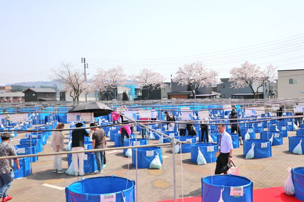 桜が咲く中水槽が並んでいる画像
