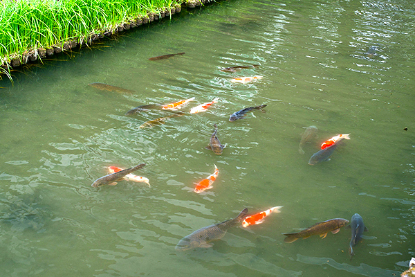 放流された錦鯉の画像