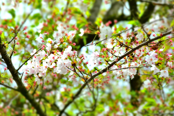 山本山の葉桜の画像