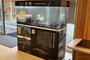 佐渡市に寄贈された錦鯉の水槽の画像