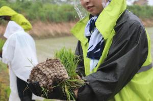田植えする稲を持つ協力隊メンバー